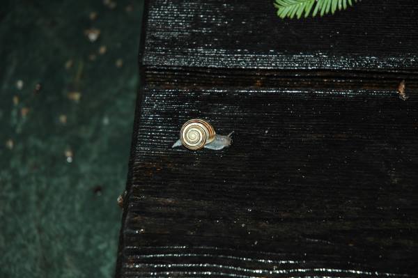 Пришел гость